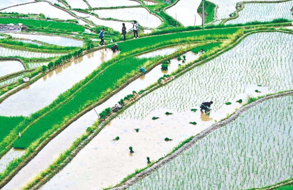 田園展新景 鄉(xiāng)村插秧忙