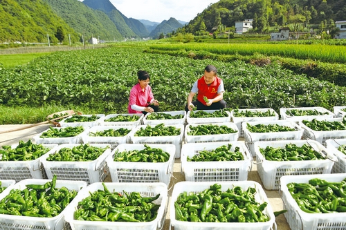 豐收采摘季 黨員助農忙