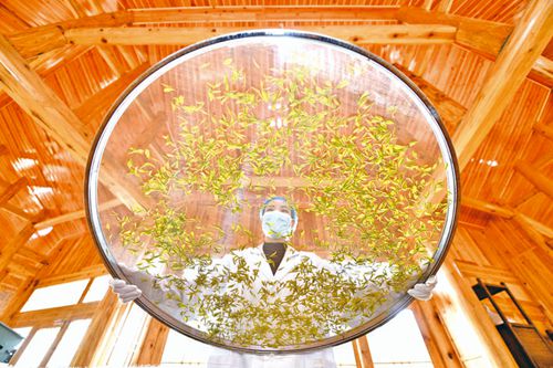 “黃金芽”托起村民致富夢