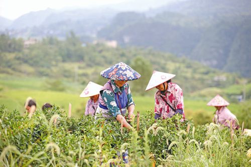 立秋時(shí)節(jié) 辣椒采摘忙
