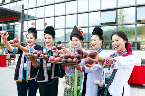 百香果采摘銷售忙